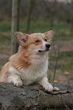 CORGI PEMBROKE 1483